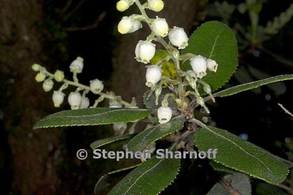 comarostaphylos diversifolia var planifolia 1 graphic
